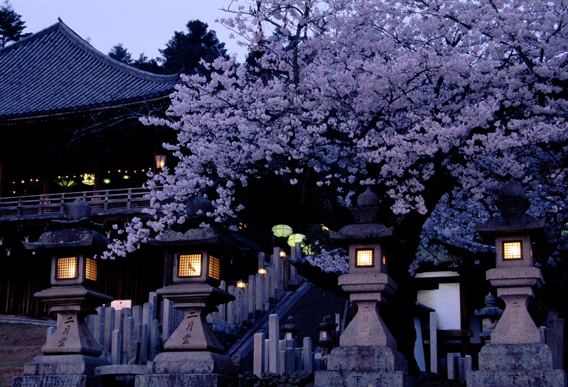 和歌山県有田の「ぶどう山椒」